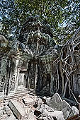 Ta Prohm temple - silk-cotton trees rising over the ruins